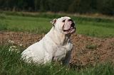BULLDOG ANGLAIS 163